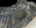 Hollardops Trilobite - Foum Zguid, Morocco #17822-2